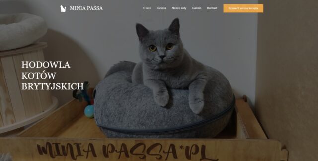 Hodowla Kotów Brytyjskich